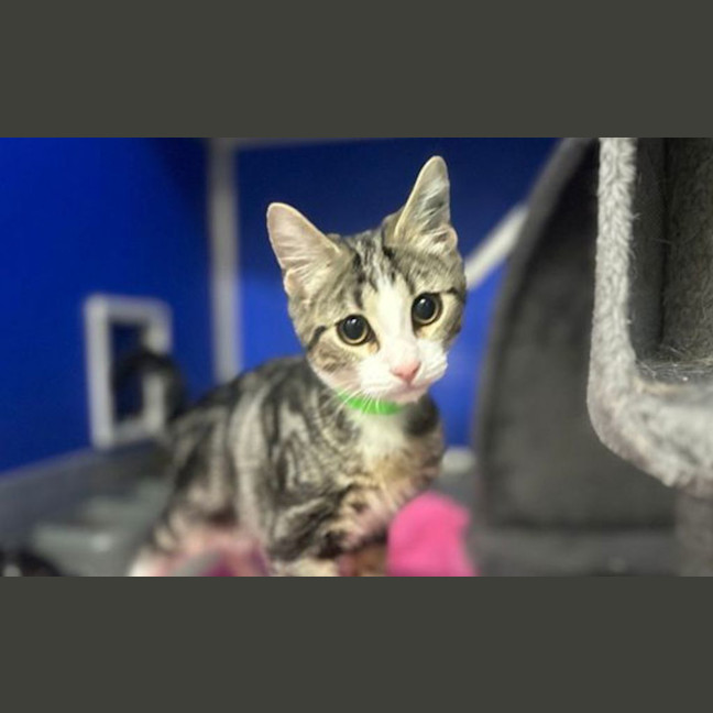 Photo of Gizmo