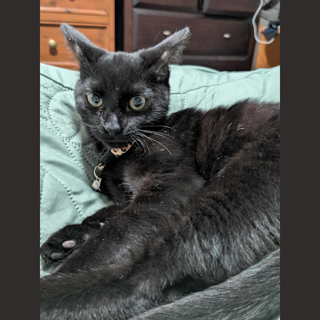 Photo of Morpheus