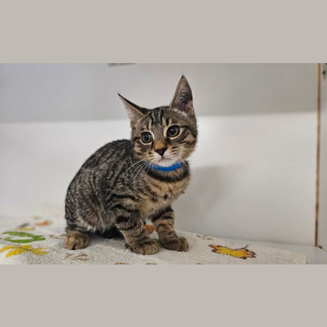 Photo of Tigger