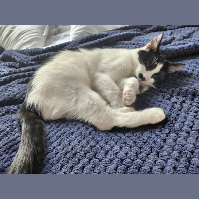 Photo of Moustache (Mustie)