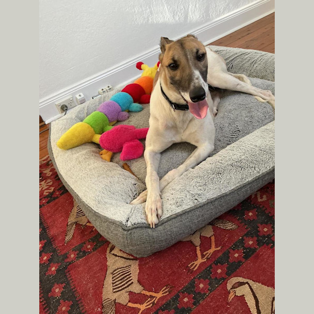 Photo of Billy, The Greyhound