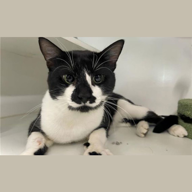Photo of Basil