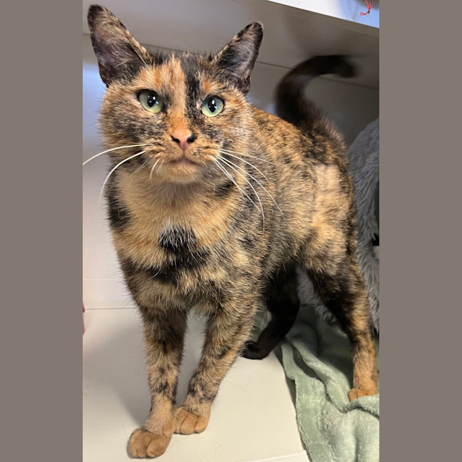 Photo of Jinxie
