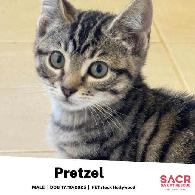 Photo of Pretzel