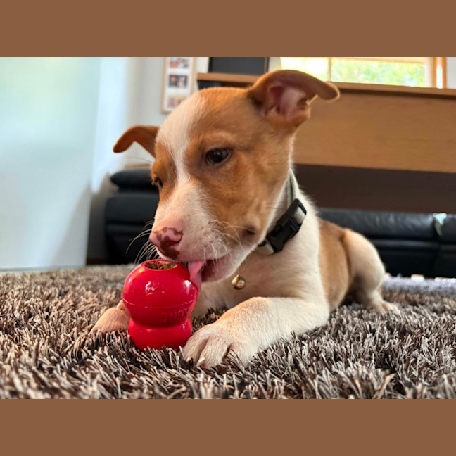 Photo of Benson Boon