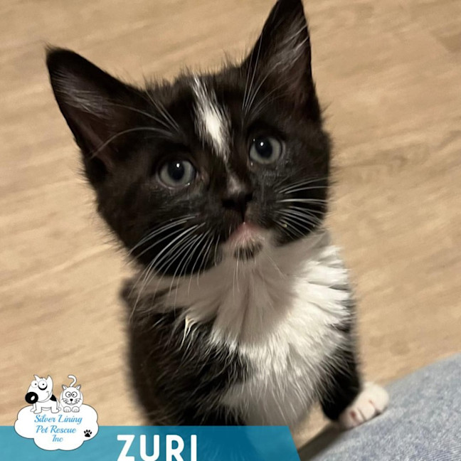 Photo of Zuri