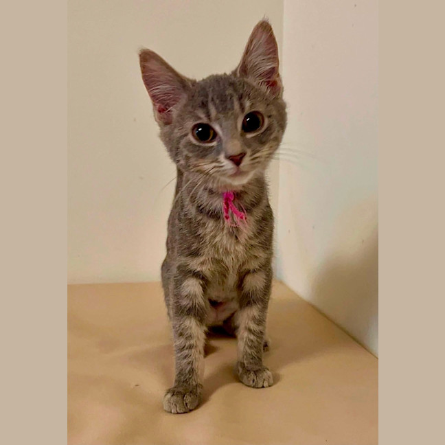 Photo of Maple