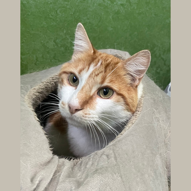 Photo of Lion (Bonded With Tiger)