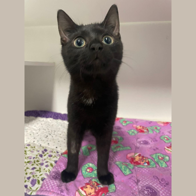 Photo of Toothless