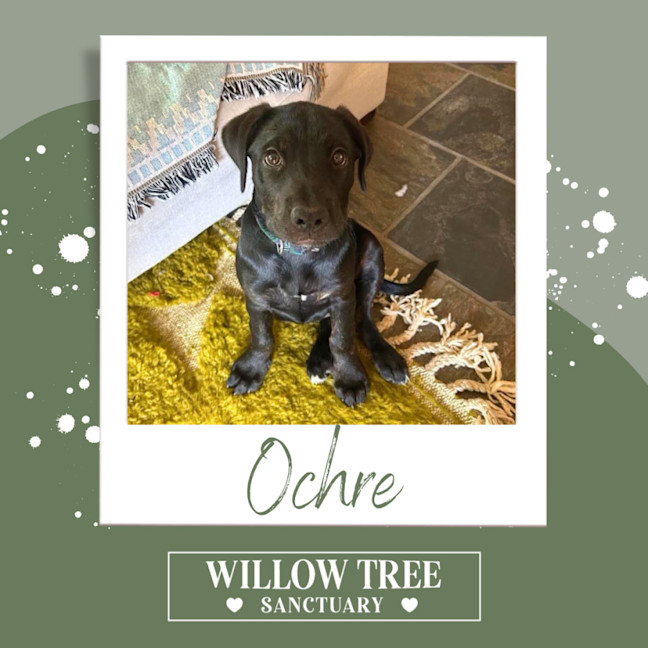 Photo of Ochre