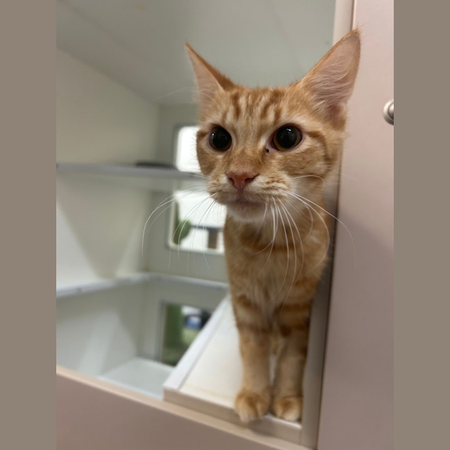 Photo of Ginger