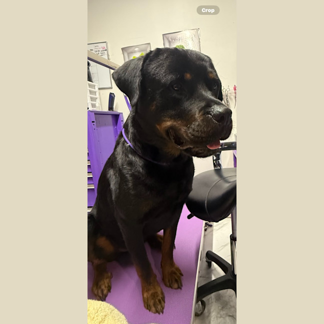 Photo of Duke