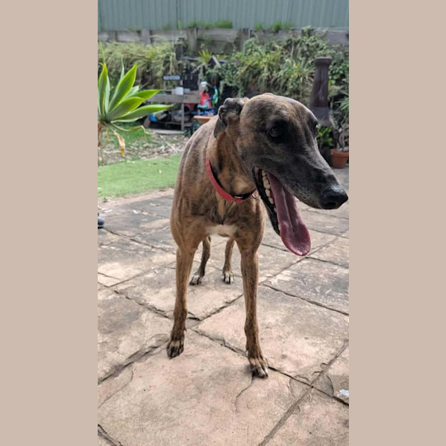 Photo of Dusty, The Greyhound