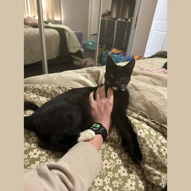 Photo of Kismet (Keith)