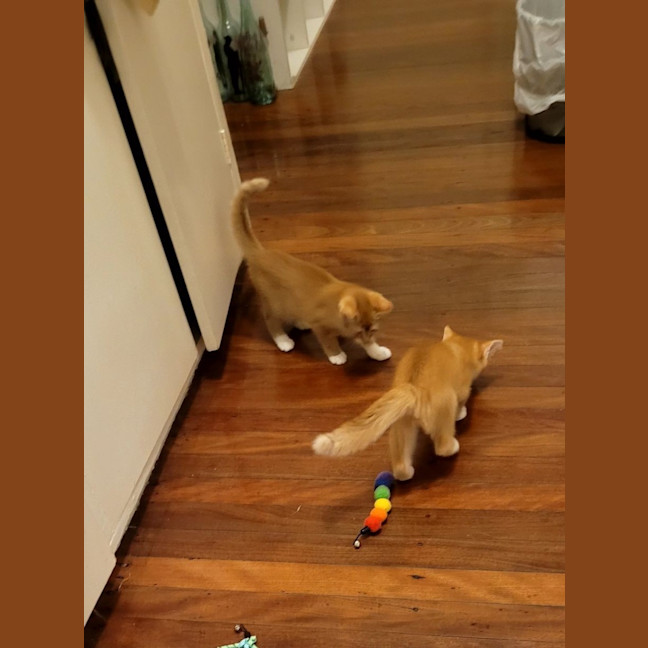 Photo of Pixie & Dixie   7 Week Old Domestic Short Hair