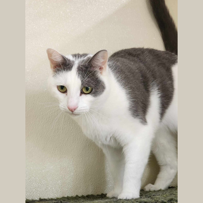 Photo of 🍬 Gretel 5723 🍬