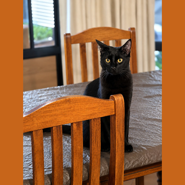 Photo of Nemo