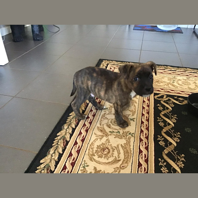 Photo of Mudi (Bear)