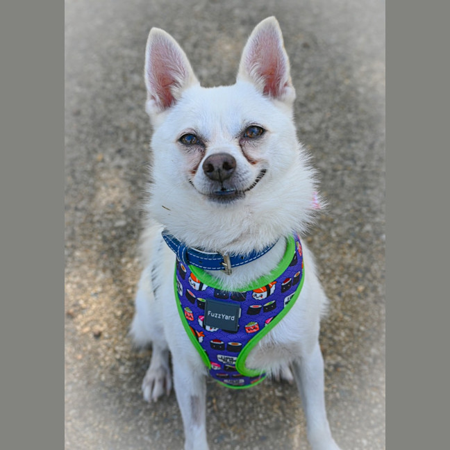 Photo of Benji