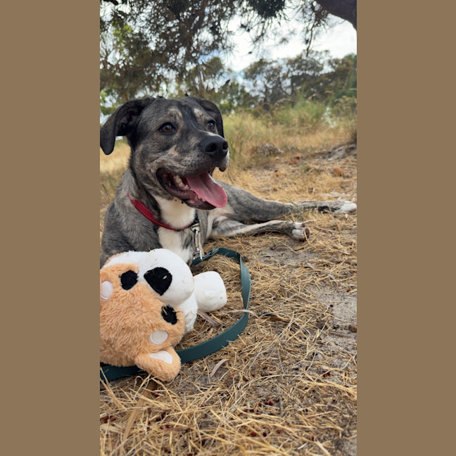 Photo of Pixel