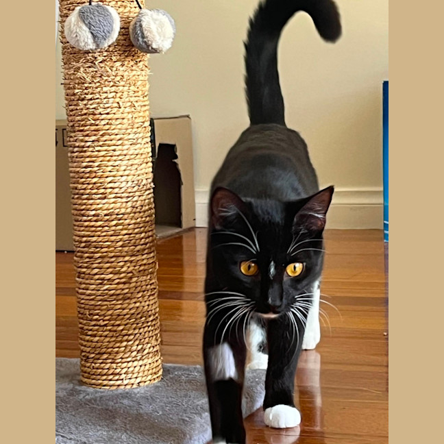 Photo of Luna 