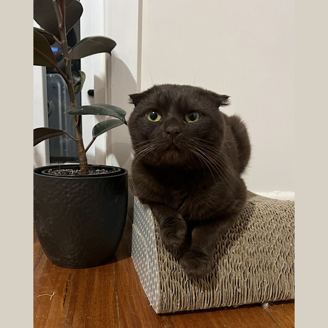 Photo of Yoshi