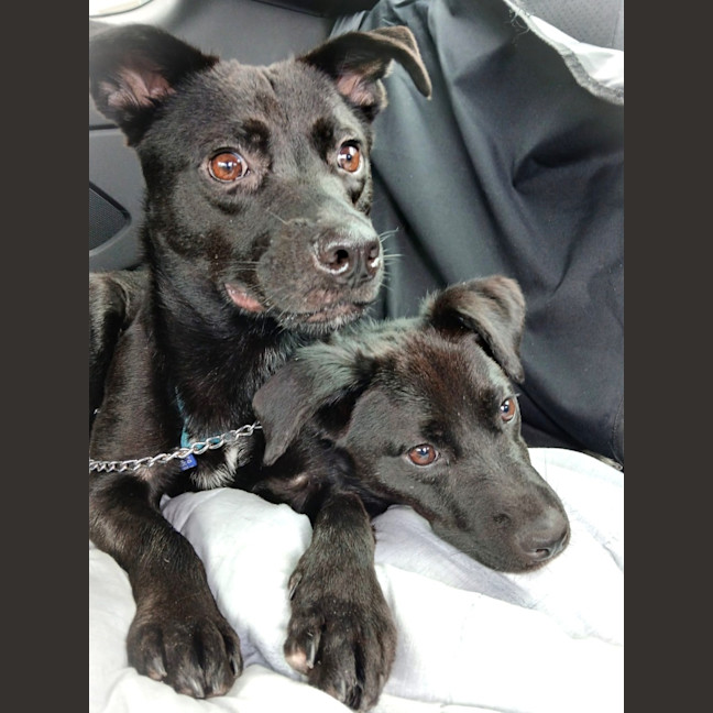 Photo of Pepper   3 Year Old Staffy X