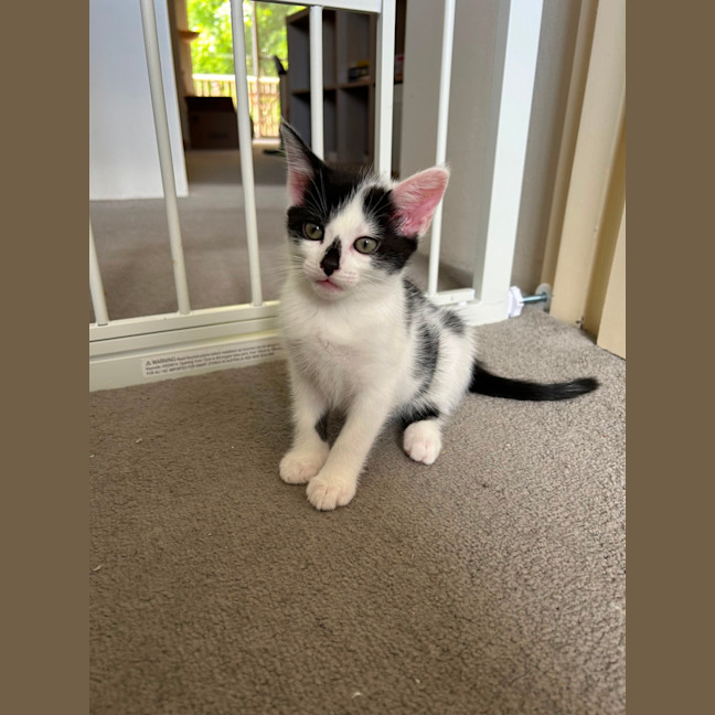 Photo of Smudge