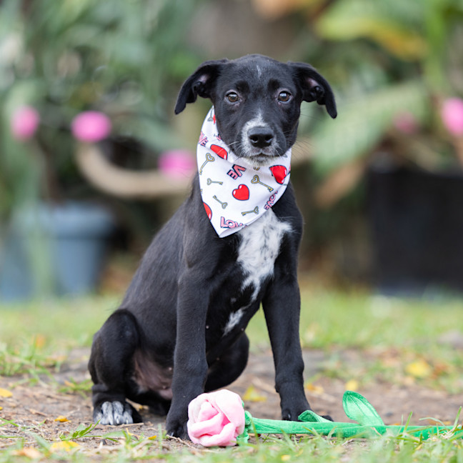 Photo of Captain Isaac Higgintoot