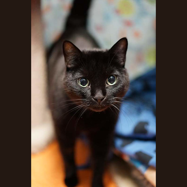 Photo of Tadpole