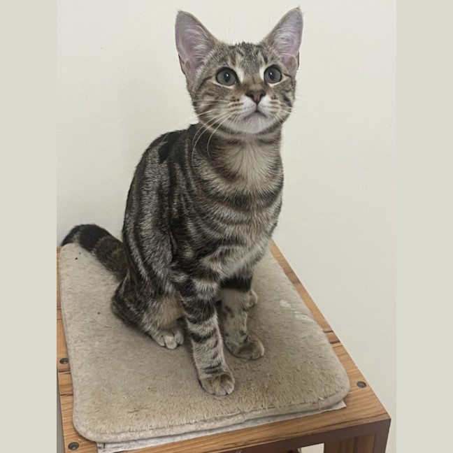 Photo of Bubbles   Now At Pet Quarters Broadmeadow