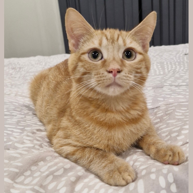Photo of Nacho (& Taco)