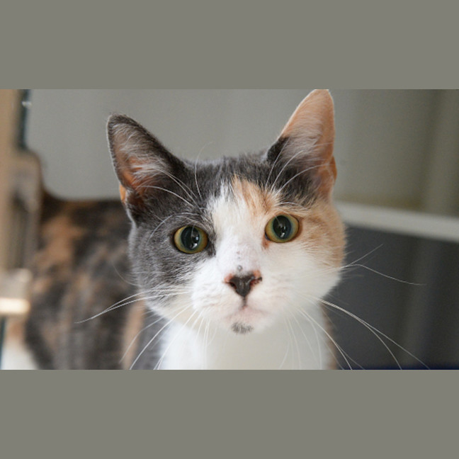 Photo of Freckle
