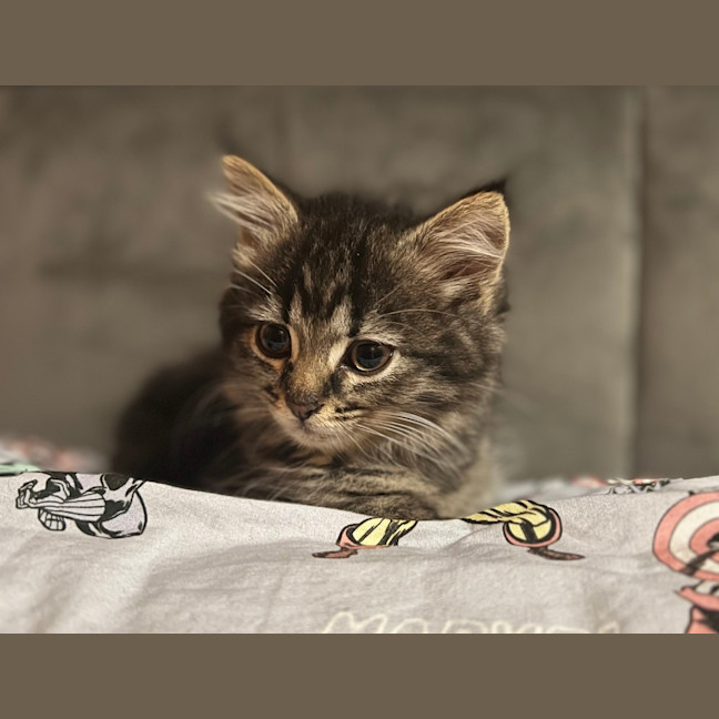 Photo of Luna (Lj) 