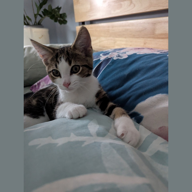 Photo of Ross Golden