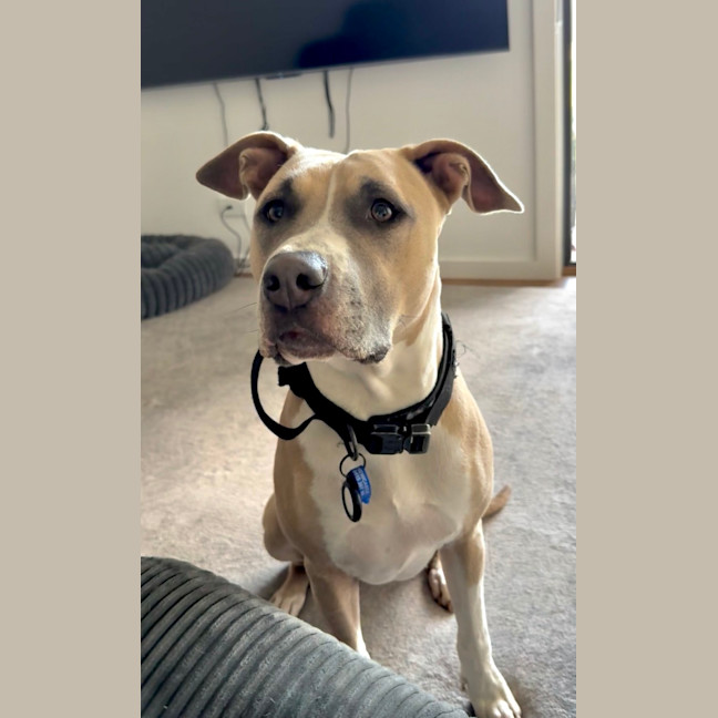 Photo of Tula   3 Year Old Staffy X