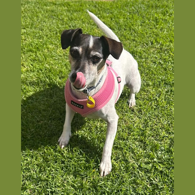 Photo of Dixie