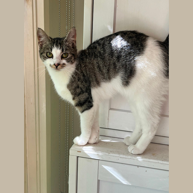 Photo of Basil & Oriana *9 Lives Project Rescue*