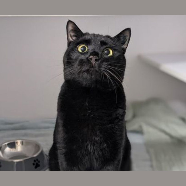 Photo of Mittens