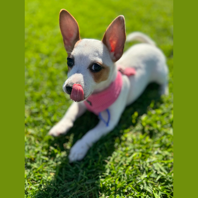 Photo of Birdie   10 Week Old Jack Russell X Fox Terrier