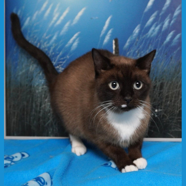 Photo of Cocoa