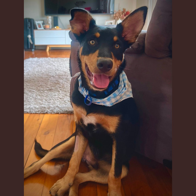 Photo of Rocky   6 Month Old Kelpie X (On Trial)