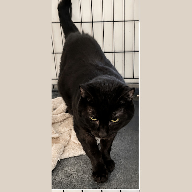 Photo of John Black *9 Lives Project Rescue*