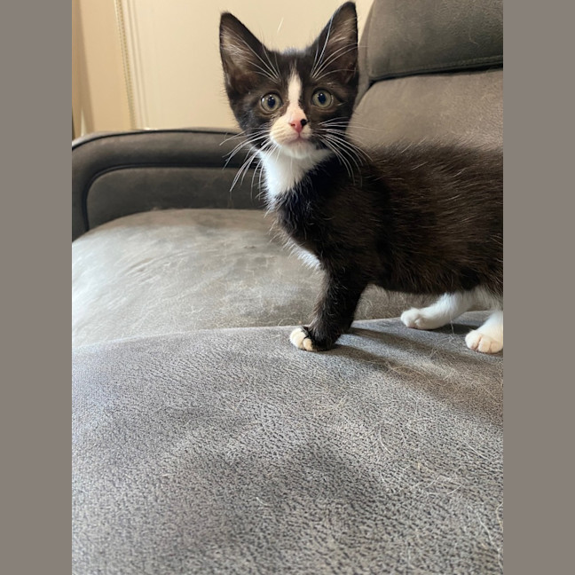 Photo of Miruku (Was Rice Bubble)