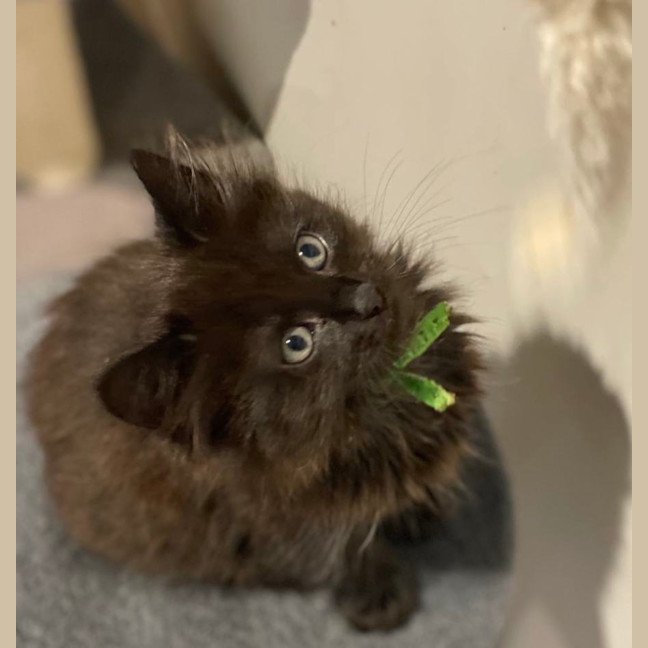 Photo of Danior **2nd Chance Cat Rescue**