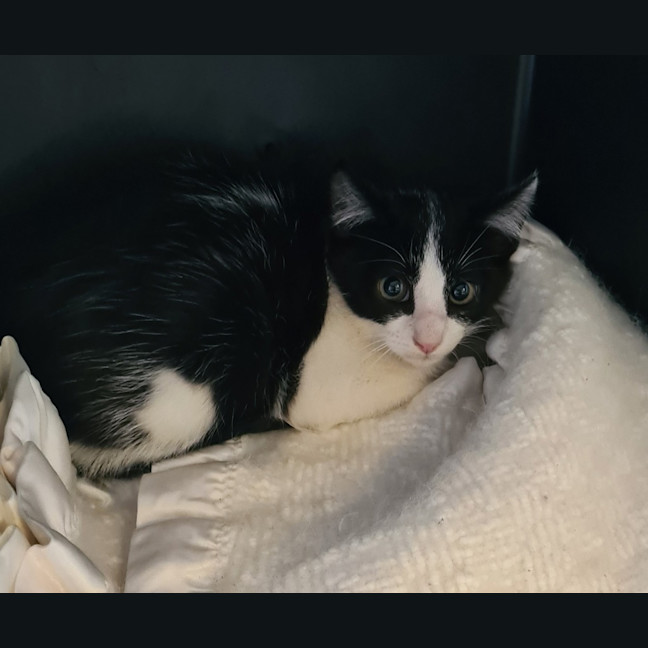 Photo of Oakley