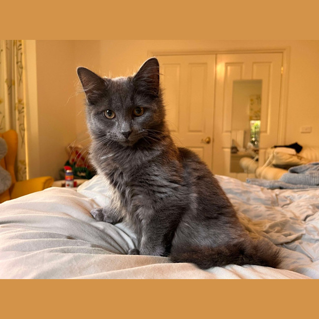 Photo of Cynder