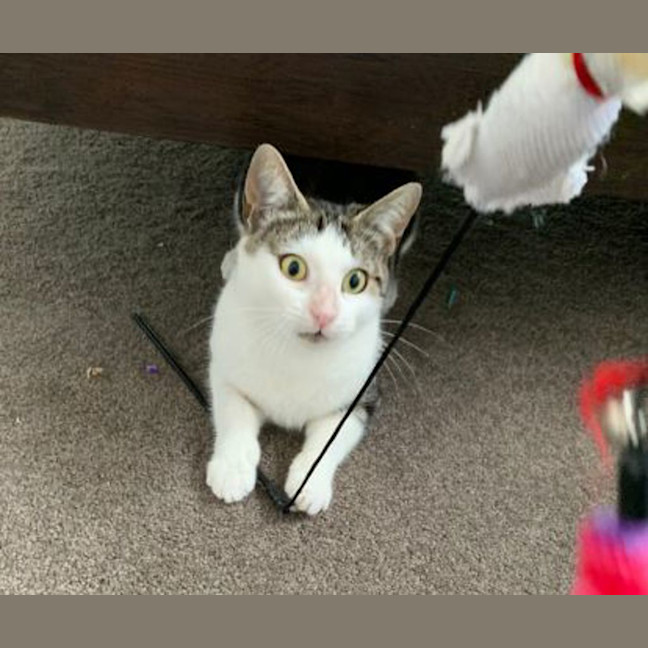 Photo of Miss Patricia Peanut