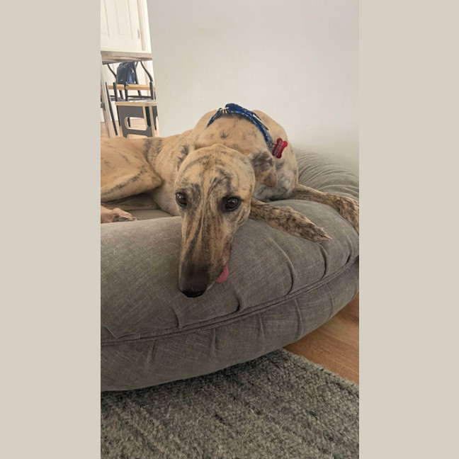 Photo of Bear, The Greyhound