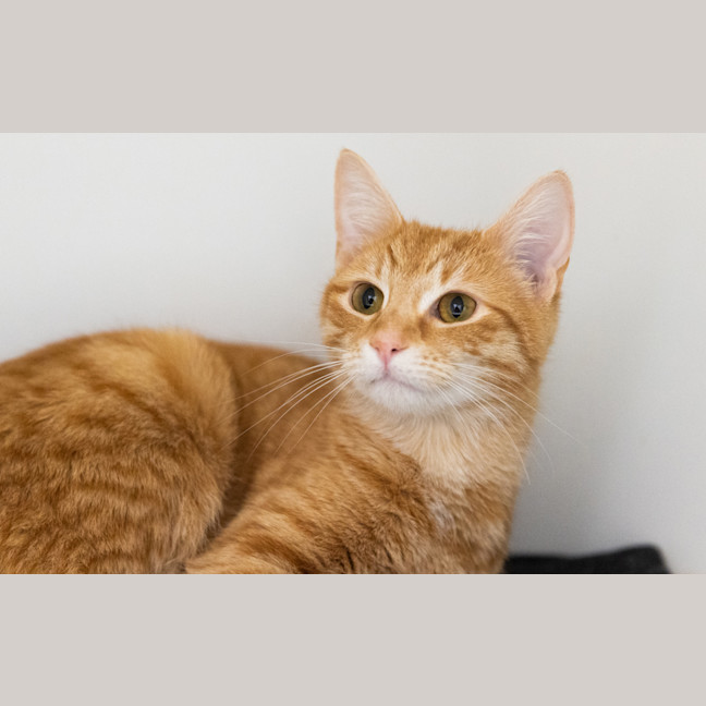 Photo of Nala